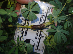 Neolasioptera lupini