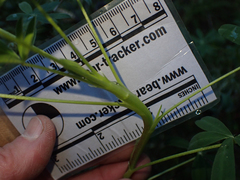 Neolasioptera lupini