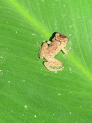 Pristimantis mallii