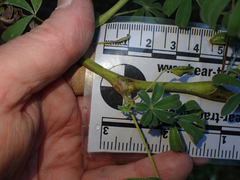 Neolasioptera lupini