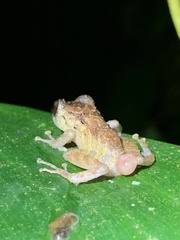 Pristimantis altamazonicus
