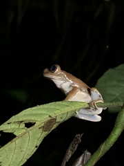 Hyloscirtus psarolaimus