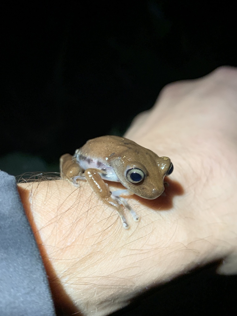 Papallacta Treefrog