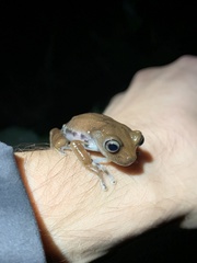 Hyloscirtus psarolaimus