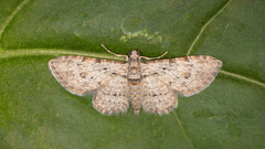 Sigilliclystis insigillata