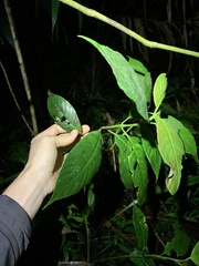 Hyloscirtus psarolaimus