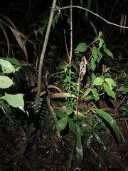 Hyloscirtus psarolaimus