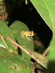 Pristimantis eriphus