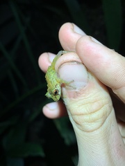 Pristimantis eriphus