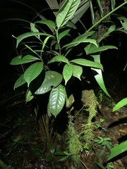 Pristimantis eriphus