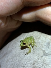 Pristimantis eriphus