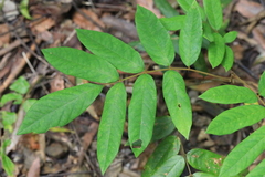 Austrosteenisia glabristyla