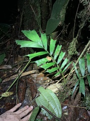 Pristimantis altamazonicus