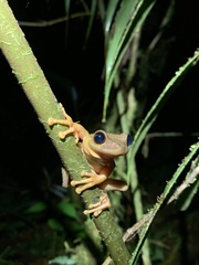 Osteocephalus verruciger