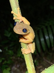 Osteocephalus verruciger
