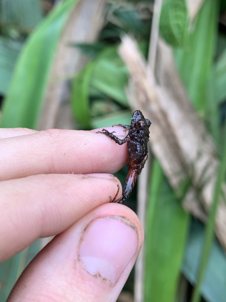 Sacharuna Robber Frog