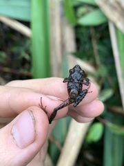 Pristimantis sacharuna