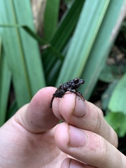 Pristimantis sacharuna