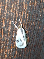 Cliniodes ostreonalis