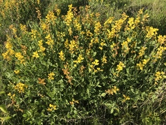 Baptisia sphaerocarpa