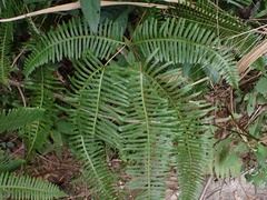 Dicranopteris splendida