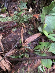 Bothrocophias microphthalmus