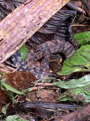 Bothrocophias microphthalmus