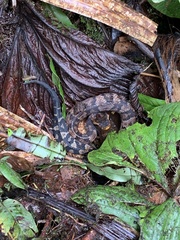 Bothrocophias microphthalmus