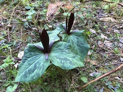 Trillium kurabayashii
