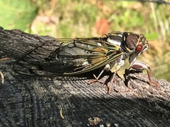 Auritibicen japonicus