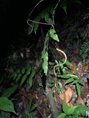 Imantodes lentiferus