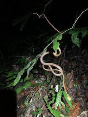 Imantodes lentiferus