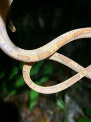 Imantodes lentiferus