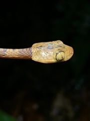 Imantodes lentiferus