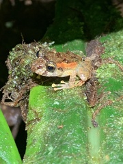Pristimantis incomptus