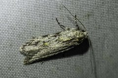 Stenoptena icmaea