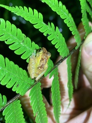 Pristimantis incomptus