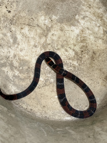 Photo of a Black Ground Snake (Atractus elaps)