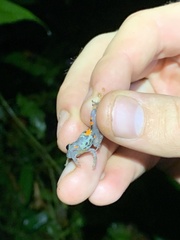 Pristimantis ventrimarmoratus