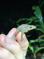 Rhinella festae