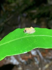 Pristimantis diadematus