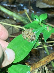 Pristimantis prolatus