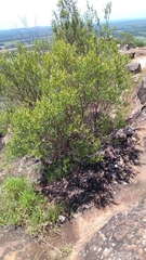 Leptospermum luehmannii