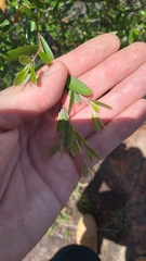 Leptospermum luehmannii