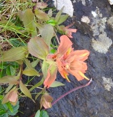 Castilleja miniata dixonii