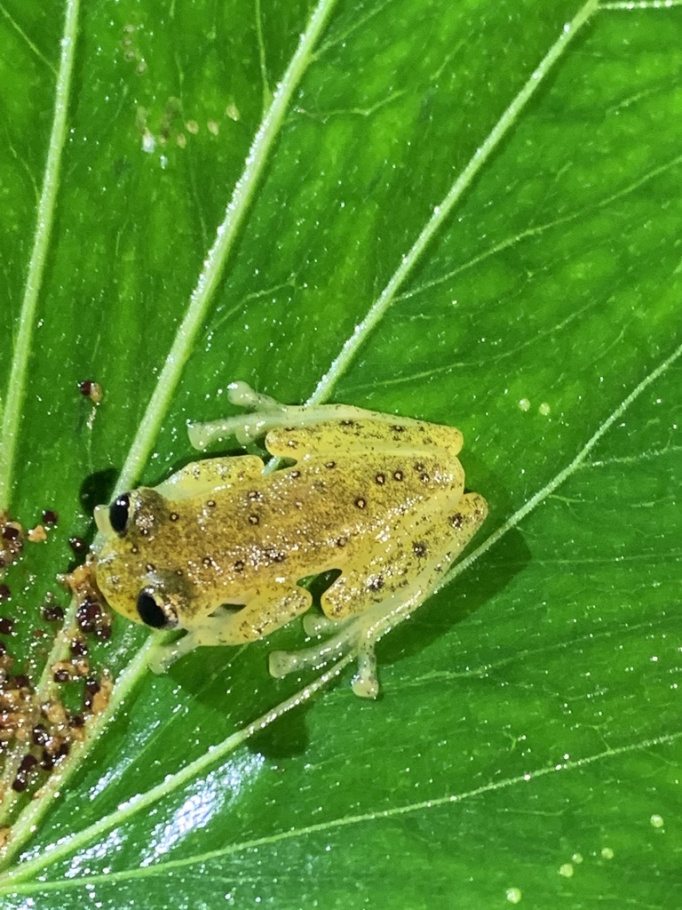 Anomalous Glassfrog