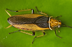 Ellipsidion bicolor