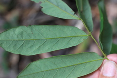 Austrosteenisia glabristyla