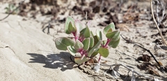 Atriplex saccaria