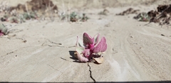 Atriplex saccaria